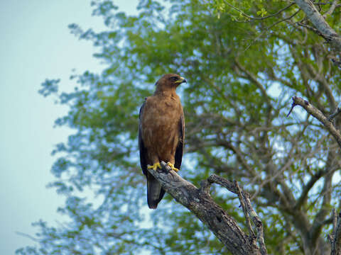 Image of Aquila