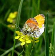 Image of Orangetips