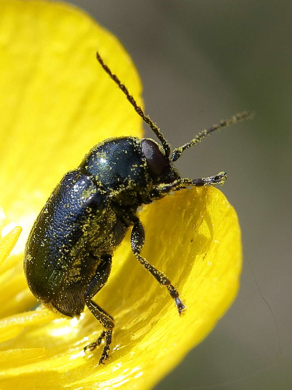 Cryptocephalus violaceus resmi