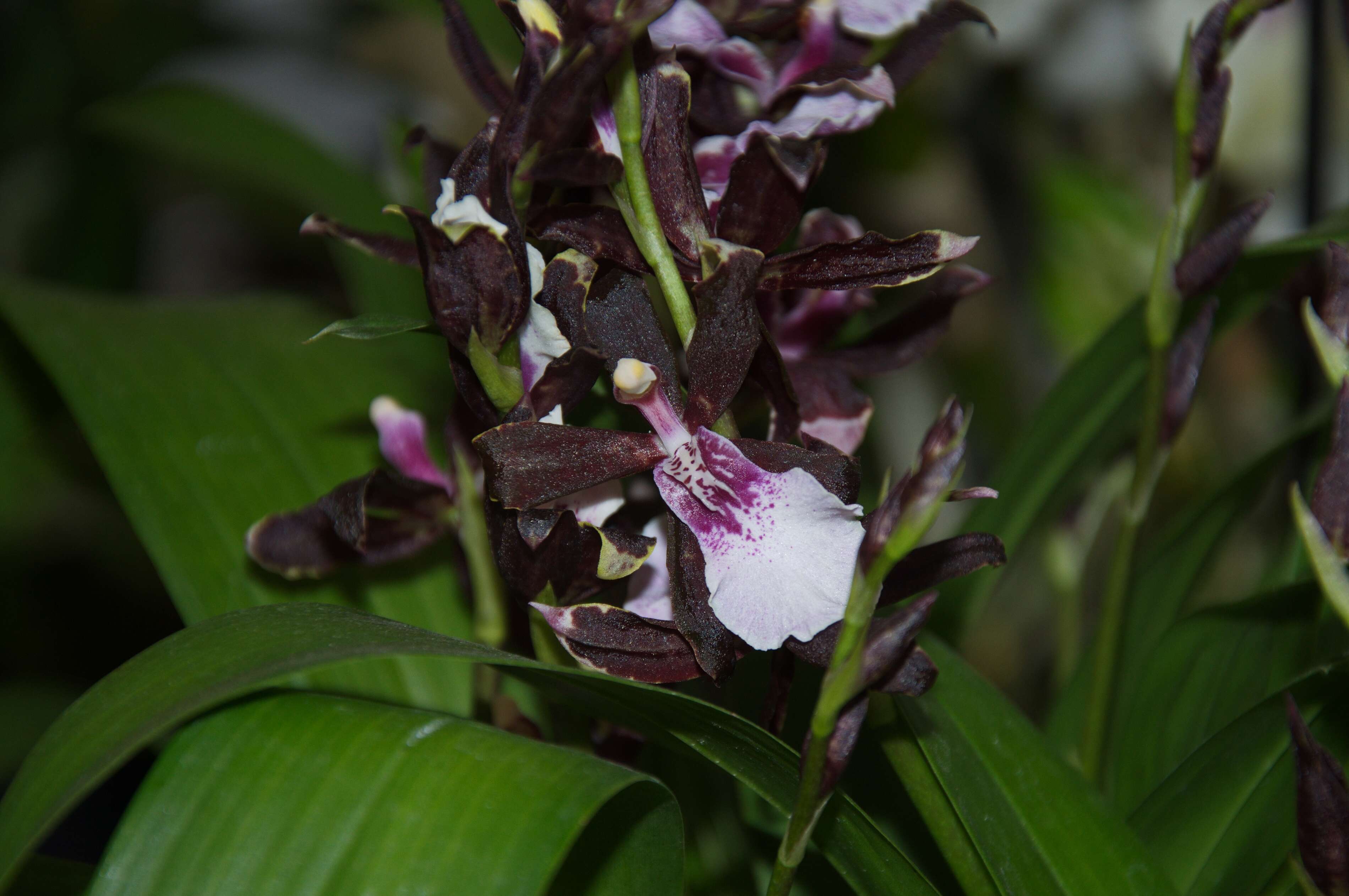 Image of Orchidaceae