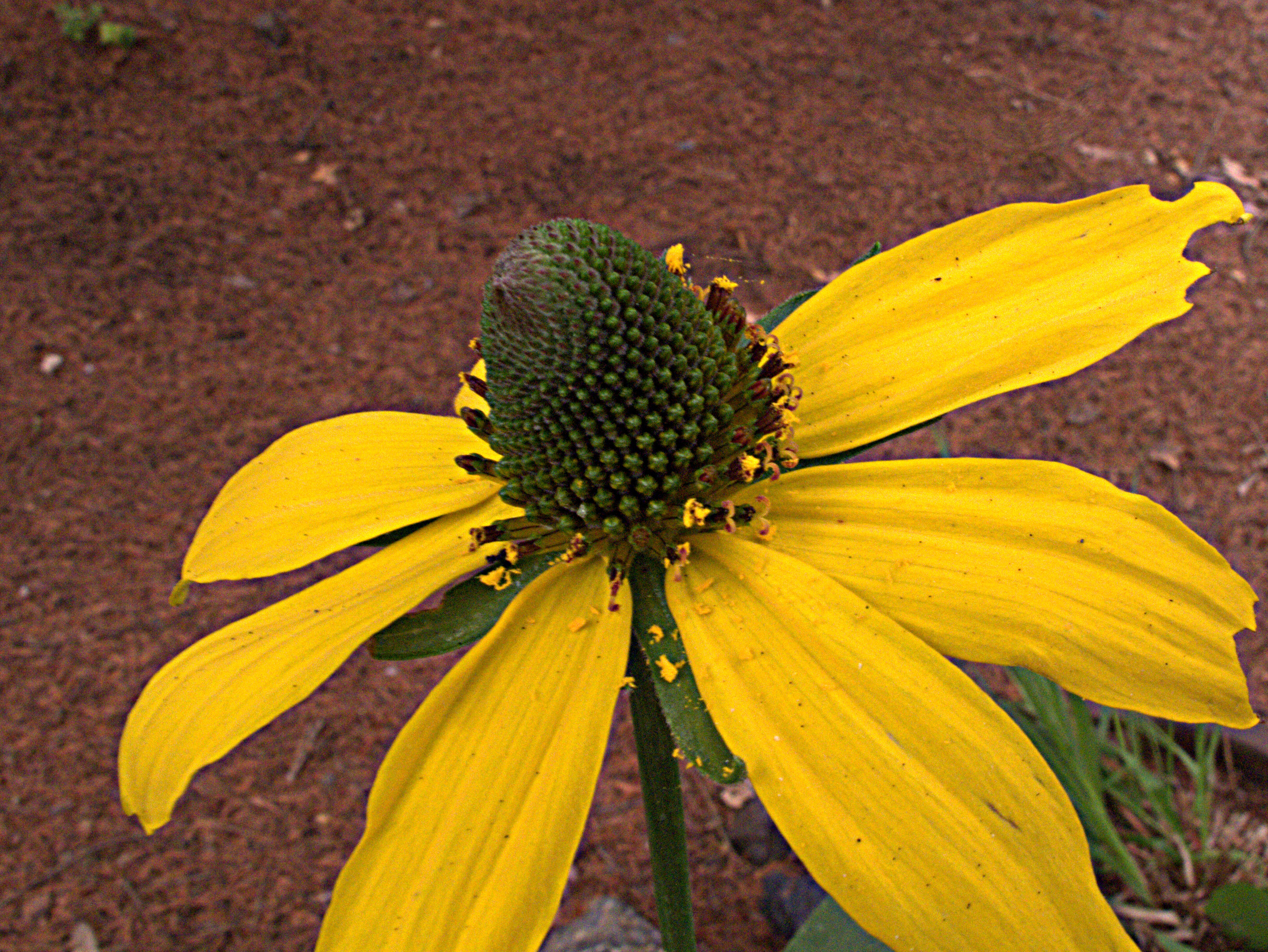 Rudbeckia californica A. Gray的圖片