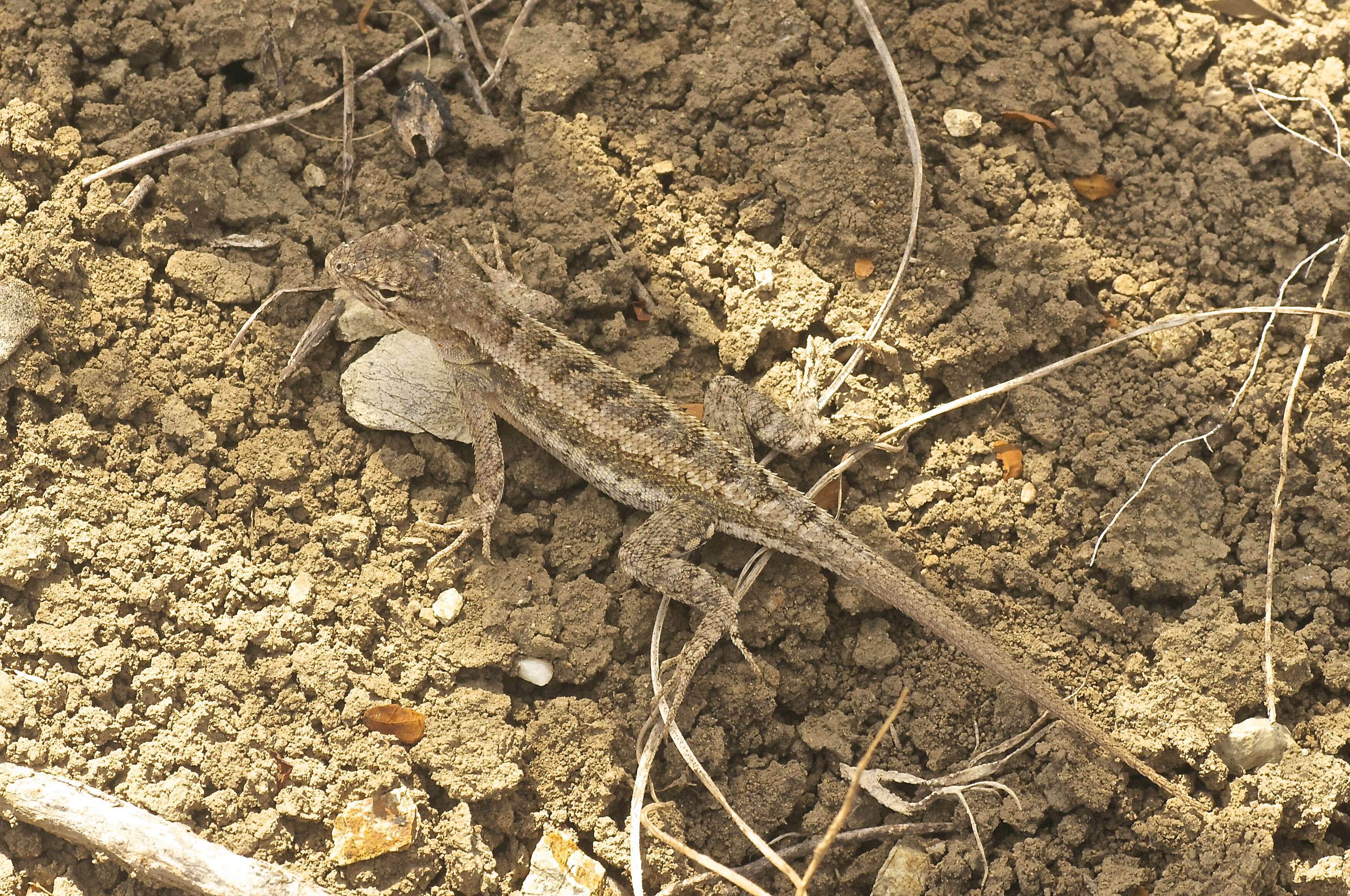 Image of Knobbed Pacific Iguana