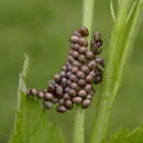 Saturnia pavonia (Linnaeus 1758) resmi