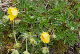 صورة Potentilla pusilla Host