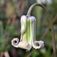 Image of Baldwin's Clematis