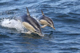 Image of common dolphins