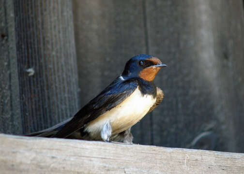 Image of Hirundo Linnaeus 1758