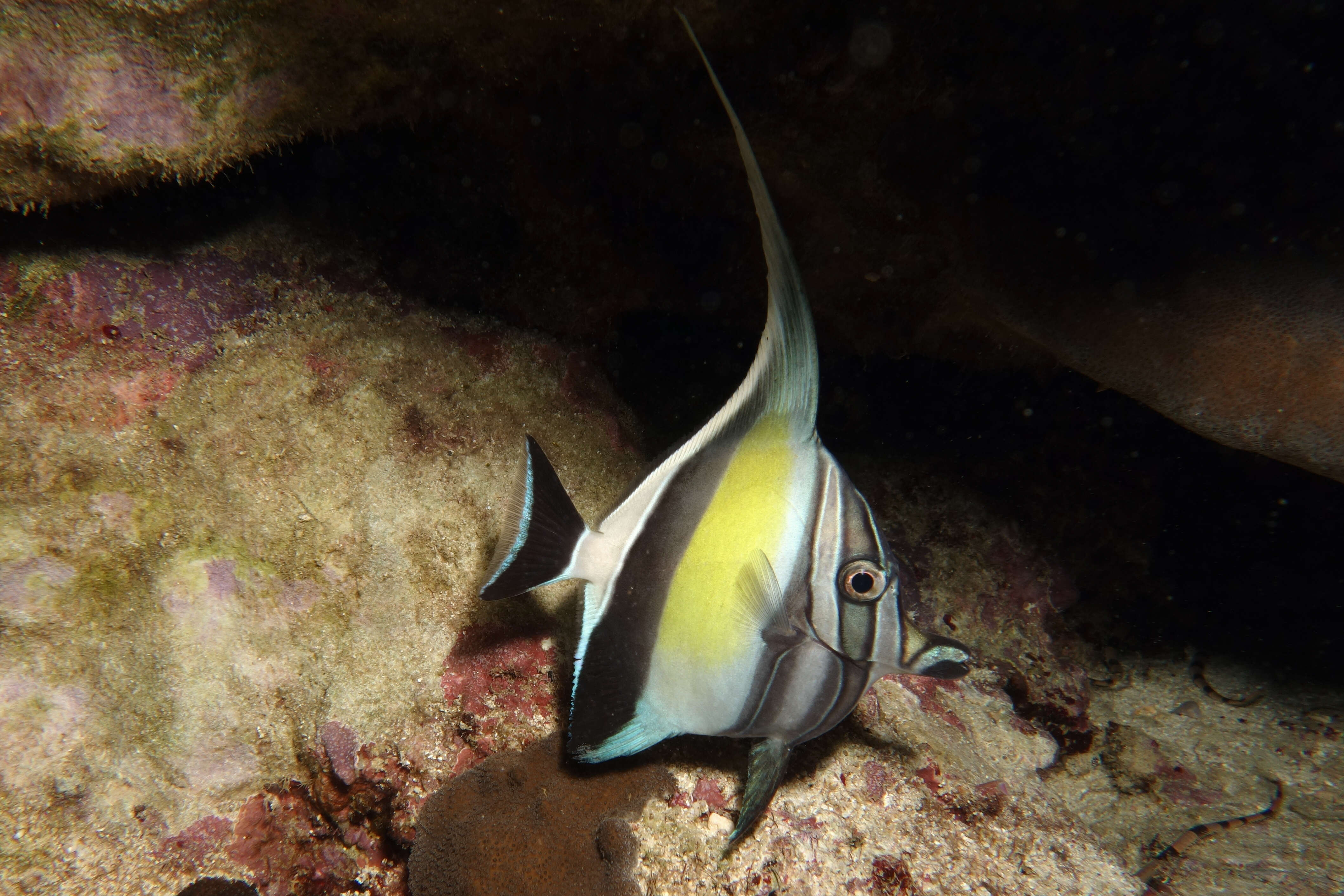 Image of moorish idols