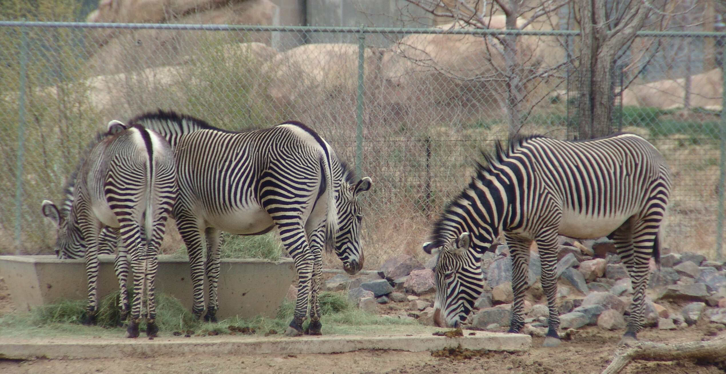 Image of zebra