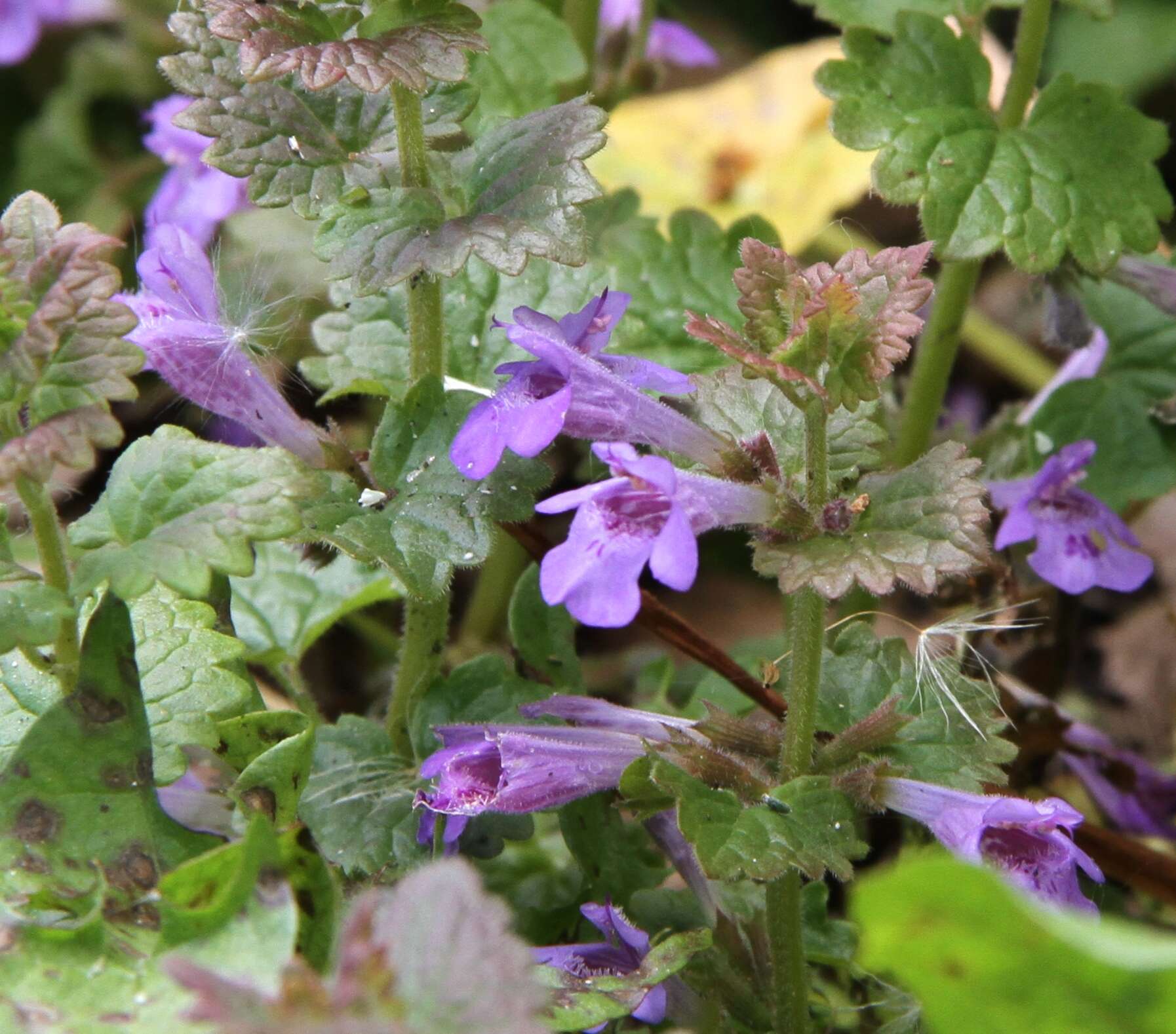 Image of Ground Ivies