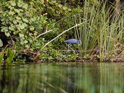 Image of Little Blue Heron