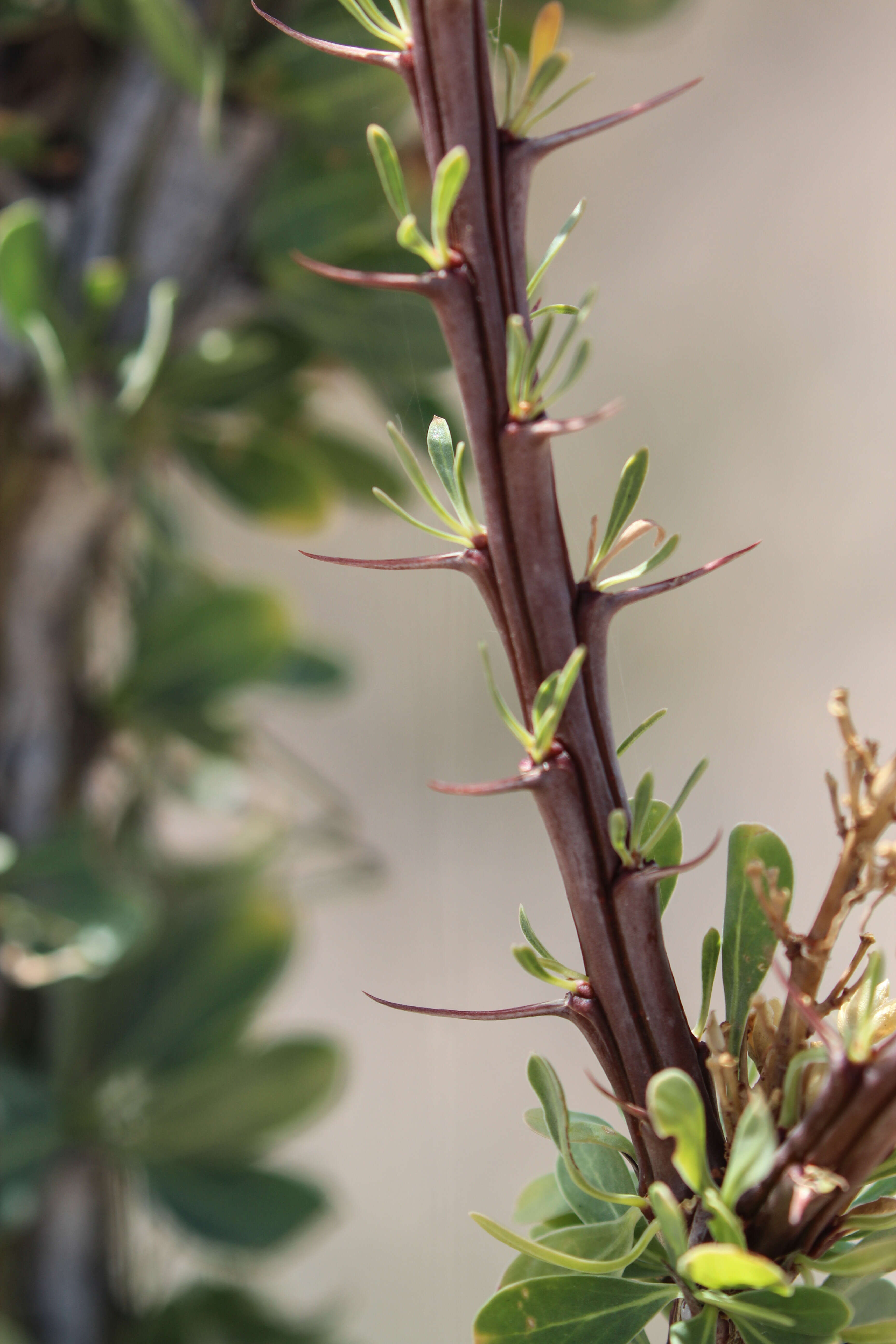 Image of ocotillo family