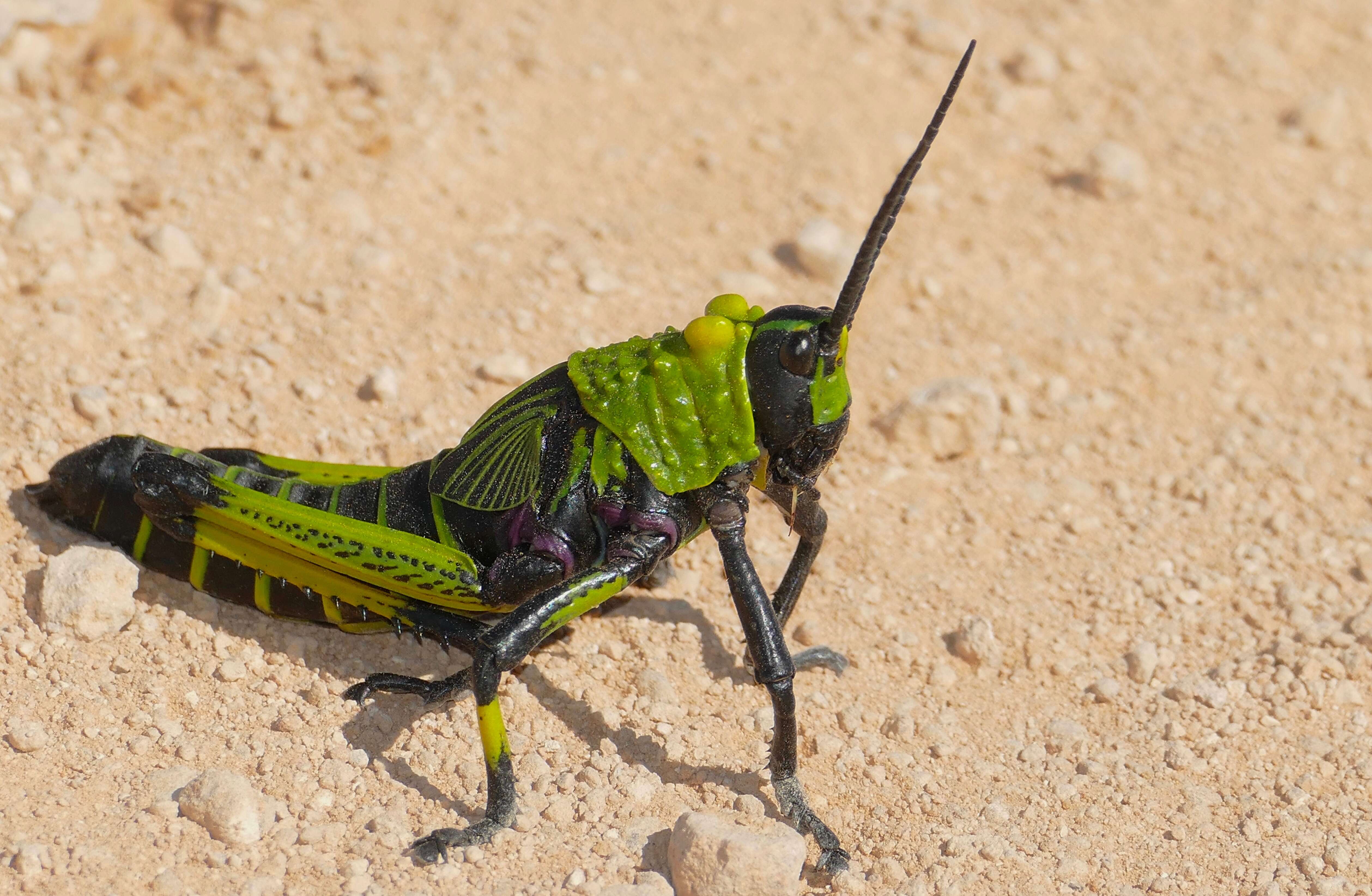 Plancia ëd Phymateus (Phymateus) viridipes Stål 1873