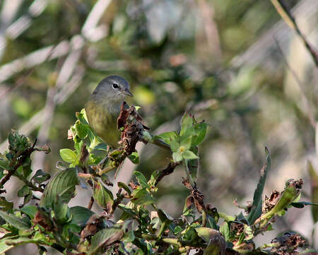 Image of Orange-crowned Warbler