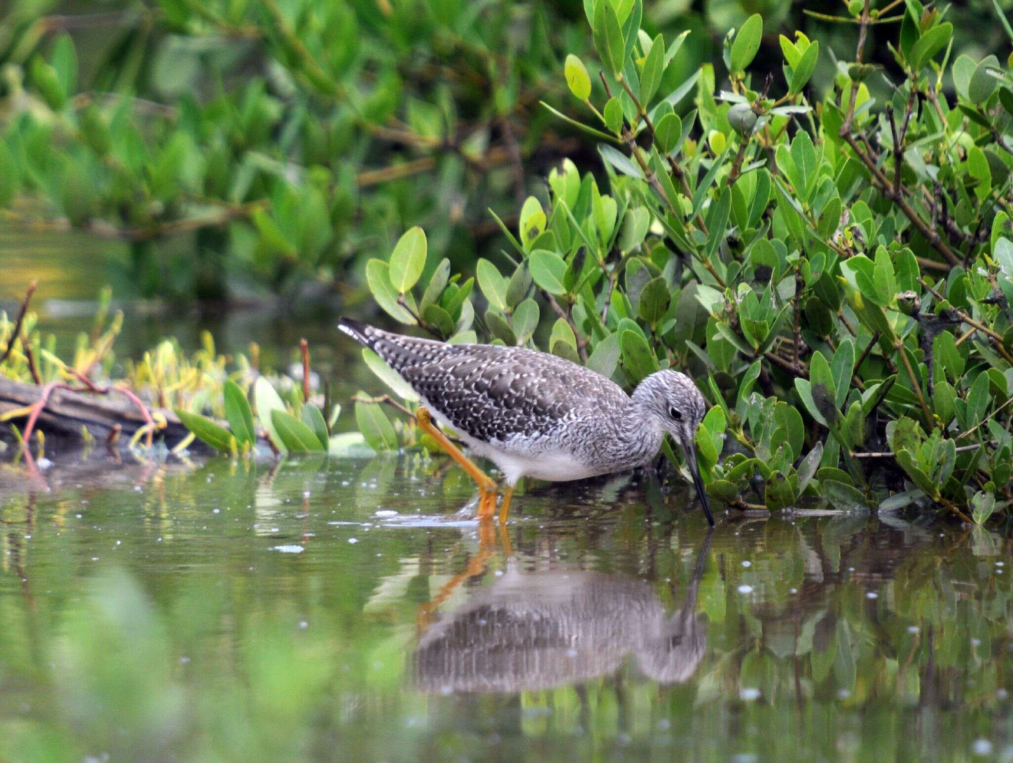 Image of Greater Yellowlegs