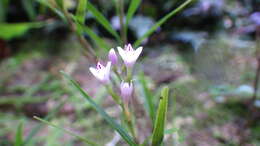 Imagem de Epidendrum fimbriatum Kunth