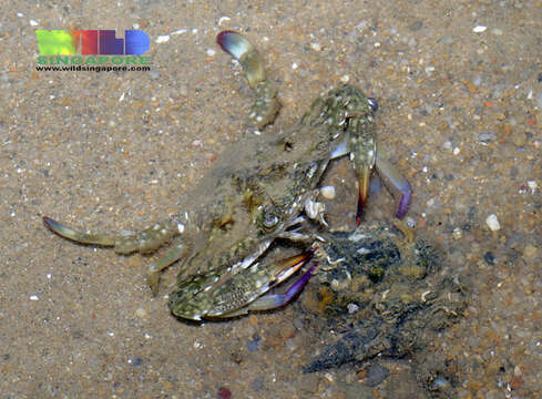 Image of Pacific blue swimming crab