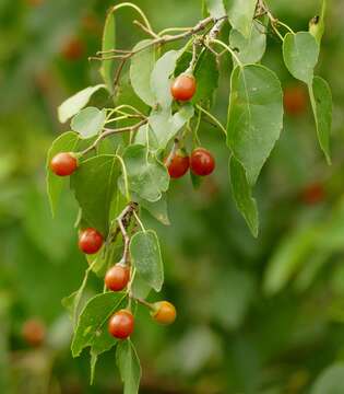 Cordia caffra Sond. resmi