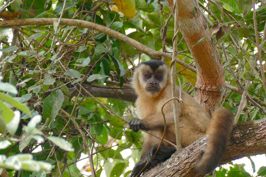 Image of Azaras’s Capuchin