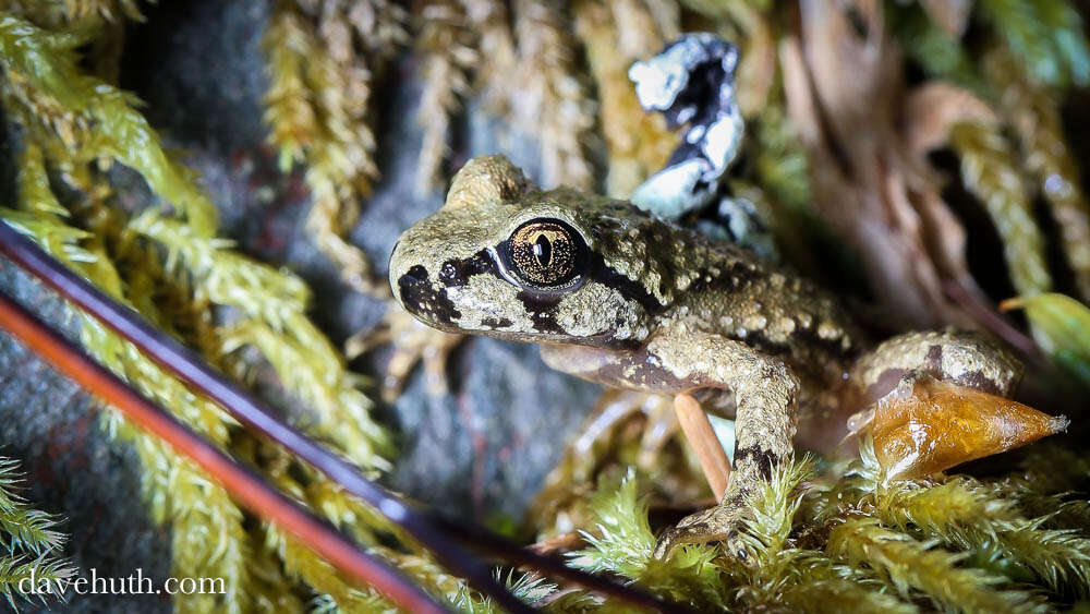 Image of tailed frogs