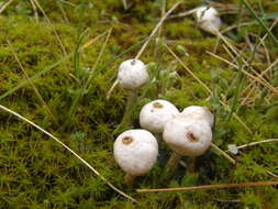 Image of Tulostoma