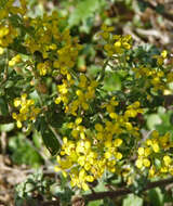 Image of Alyssum markgrafii O. E. Schulz ex Markgr.