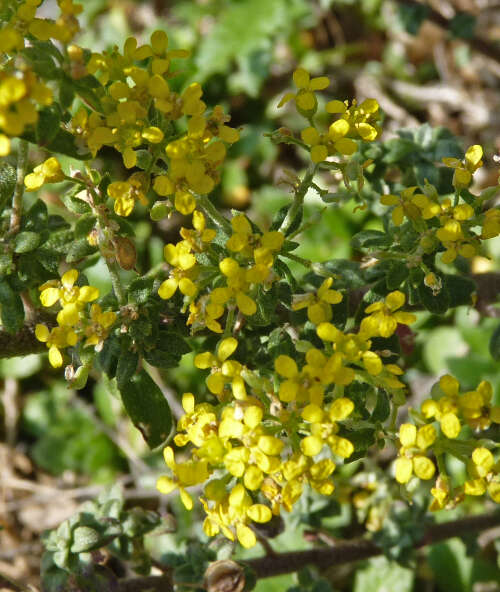 Image of Alyssum markgrafii O. E. Schulz ex Markgr.