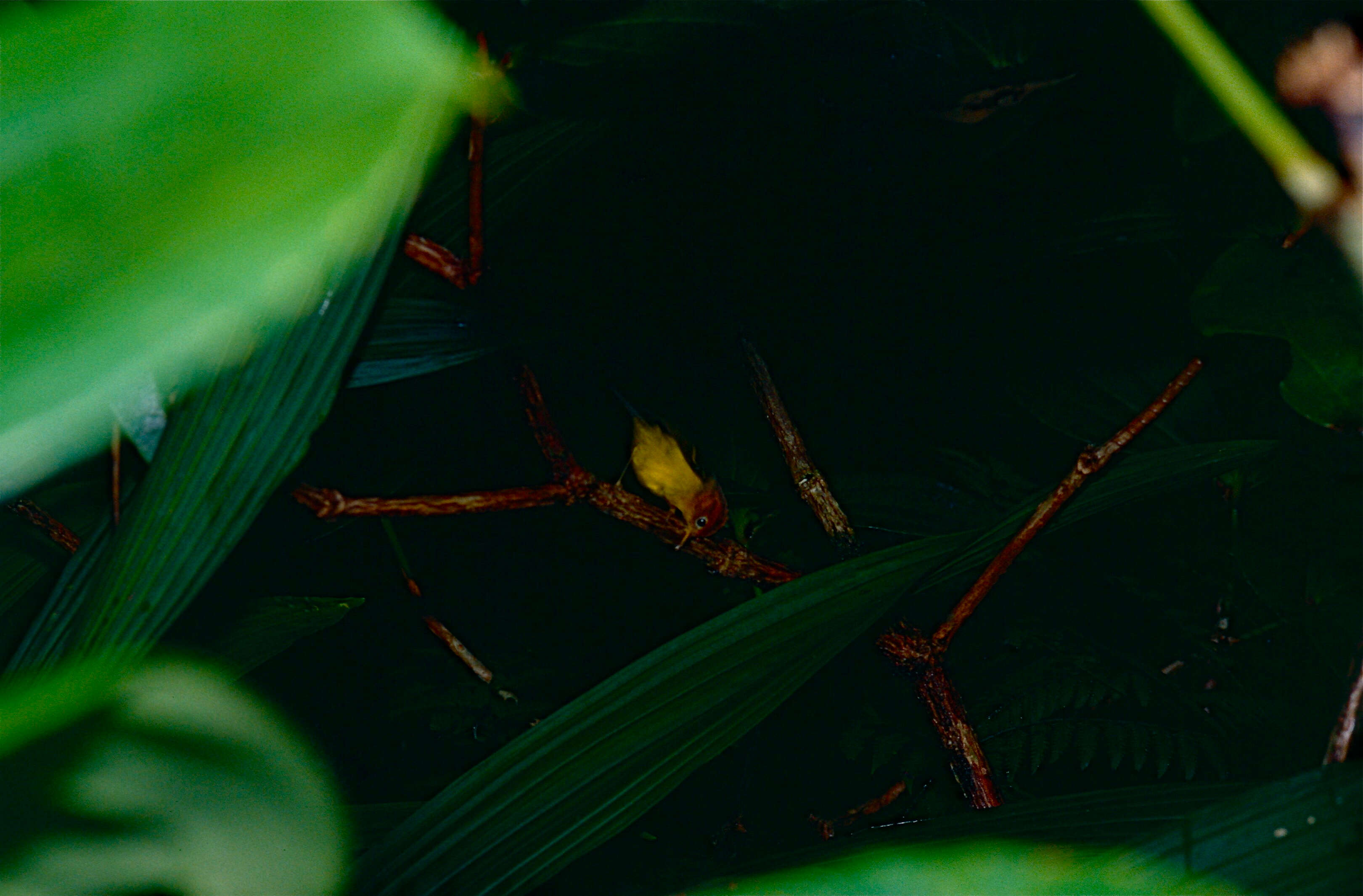 Image of Yellow-breasted Warbler