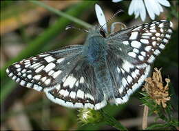 Image of Common Checkered Skipper