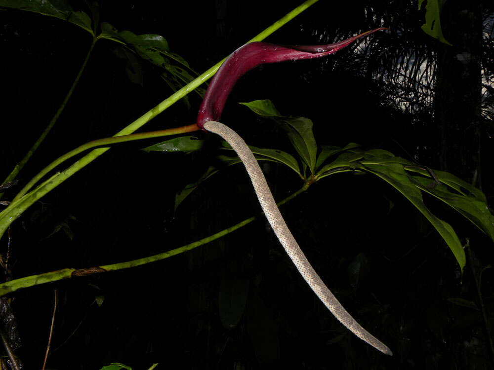 Image of Anthurium clavigerum Poepp.