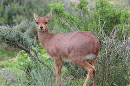 Image of Steenbok