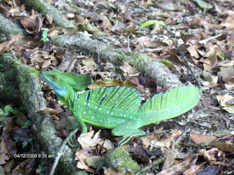 Image of Green Basilisk