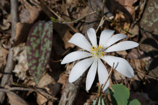 Image of bloodroot