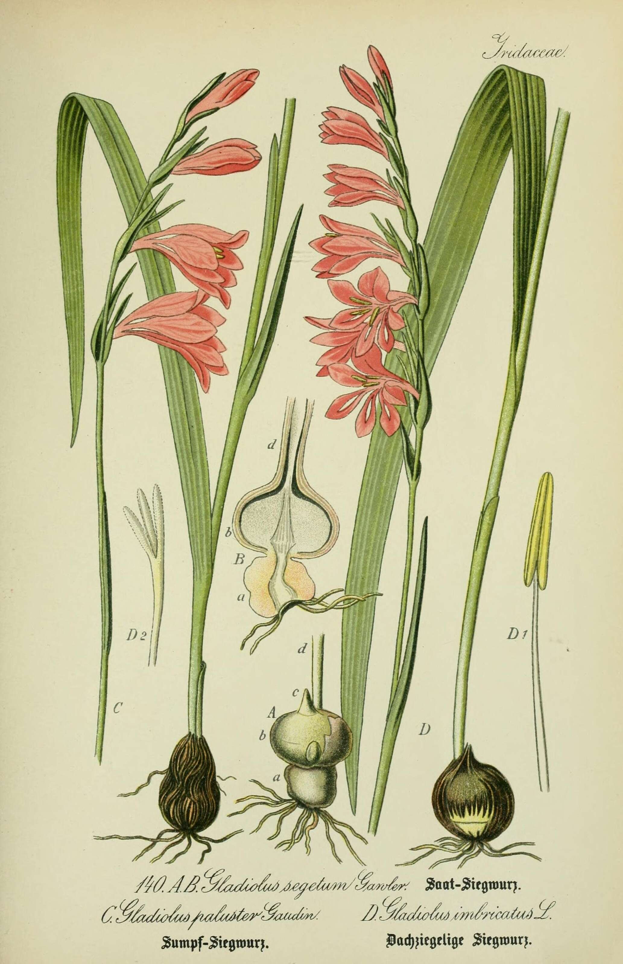 Image of Gladiolus imbricatus L.