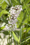 Image of Lady's leek