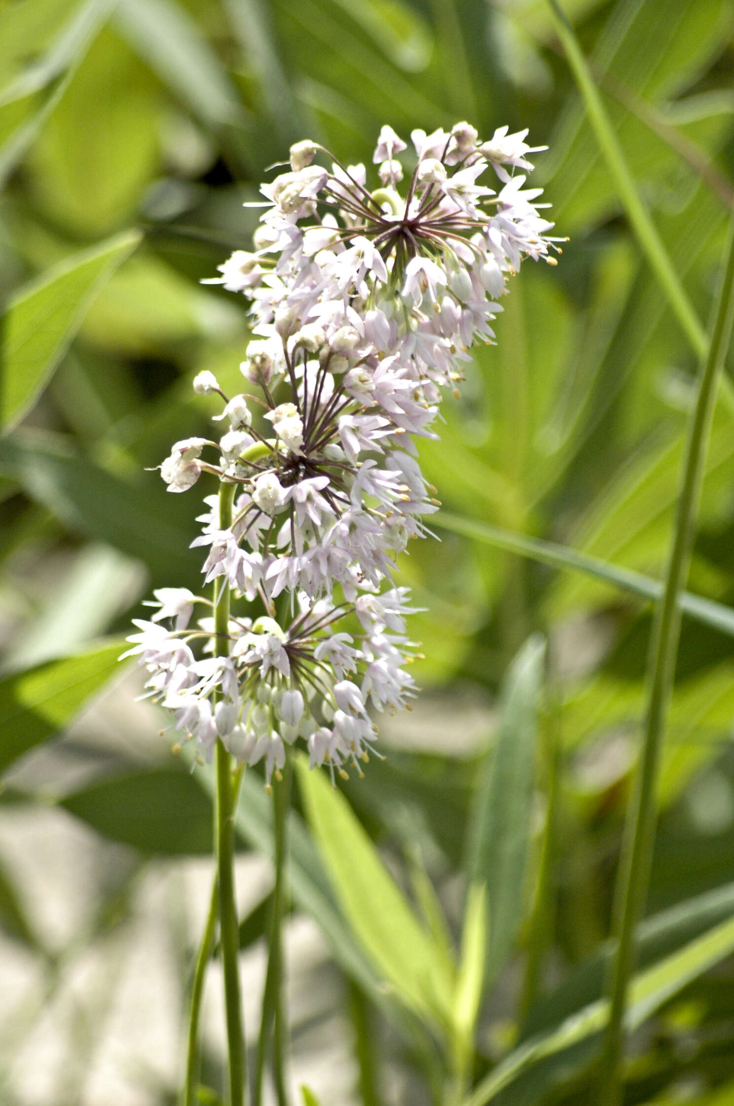 Image of Lady's leek