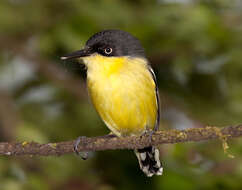 Image of Common Tody-Flycatcher