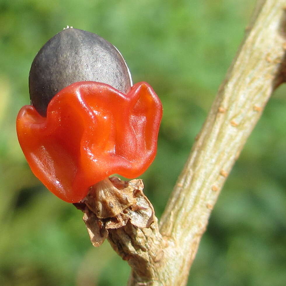 Imagem de Commiphora zanzibarica (Baill.) Engl.