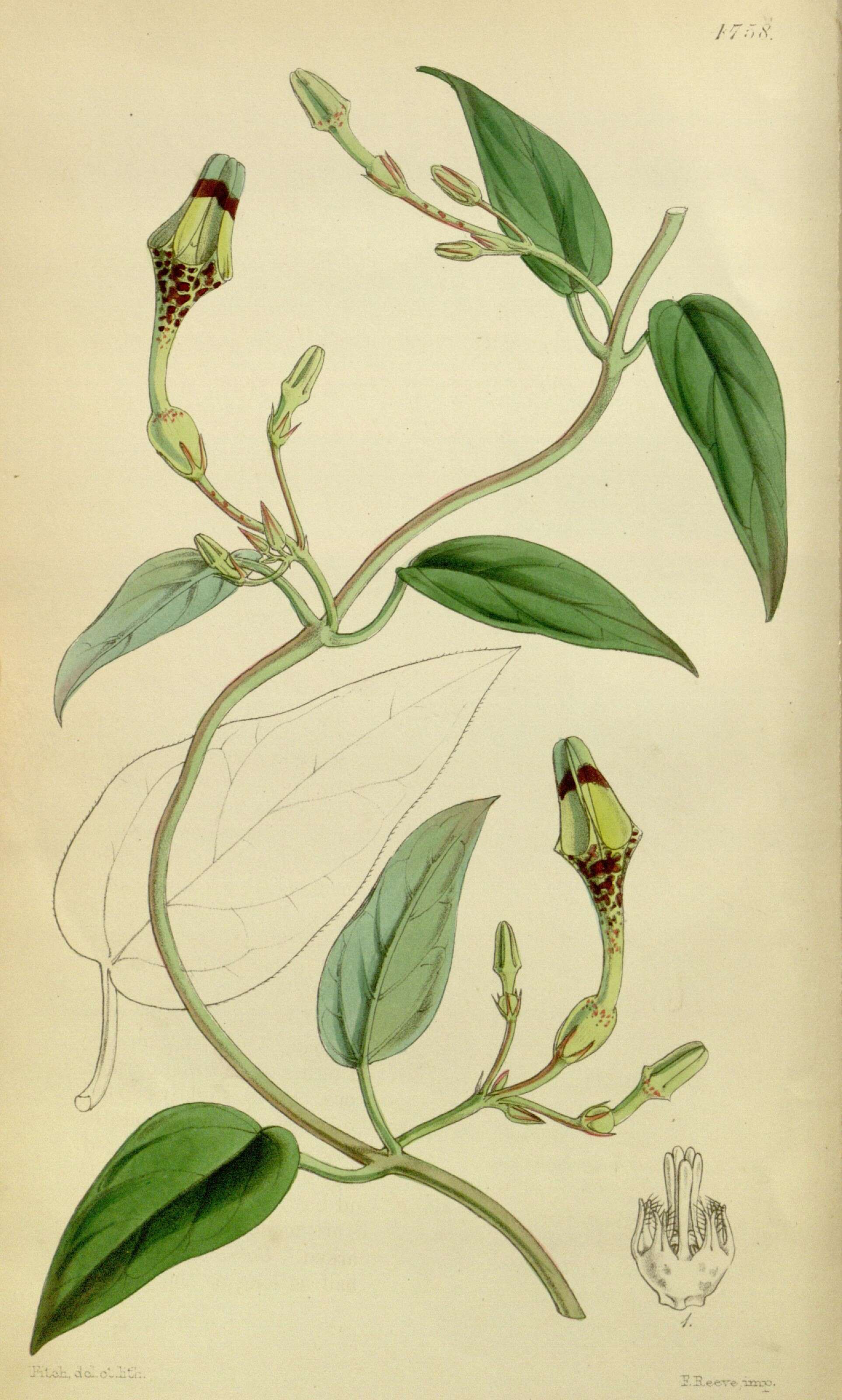Image of Ceropegia thwaitesii Hook.