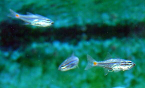 Image of Red-spot cardinalfish