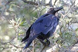 Imagem de Corvus coronoides coronoides Vigors & Horsfield 1827