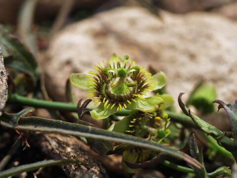 Sivun Passiflora tenuiloba Engelm. ex A. Gray kuva