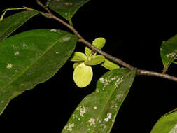 Plancia ëd Mosannona costaricensis (R. E. Fr.) Chatrou