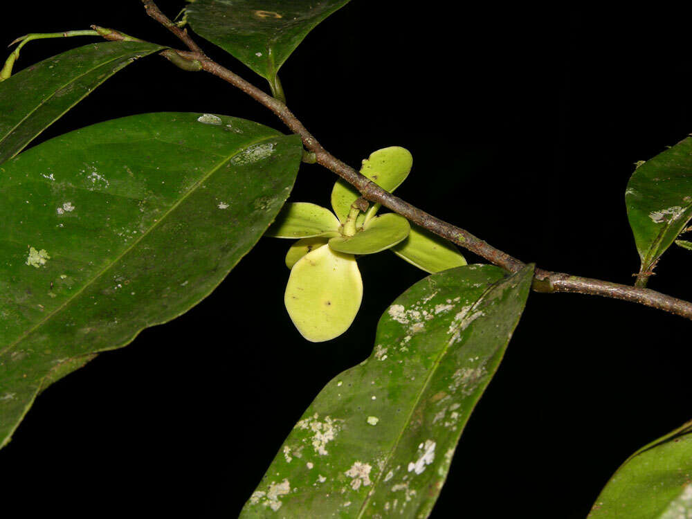 Plancia ëd Mosannona costaricensis (R. E. Fr.) Chatrou