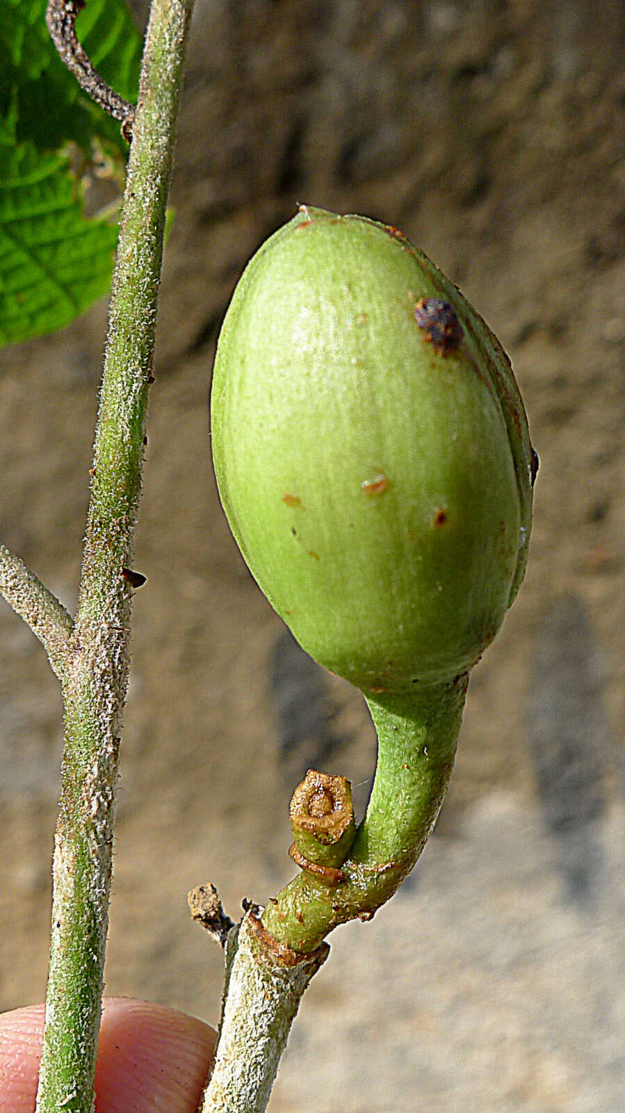 Image of Ipomoea philomega (Vell.) House