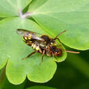 Image of Flavous Nomad Bee