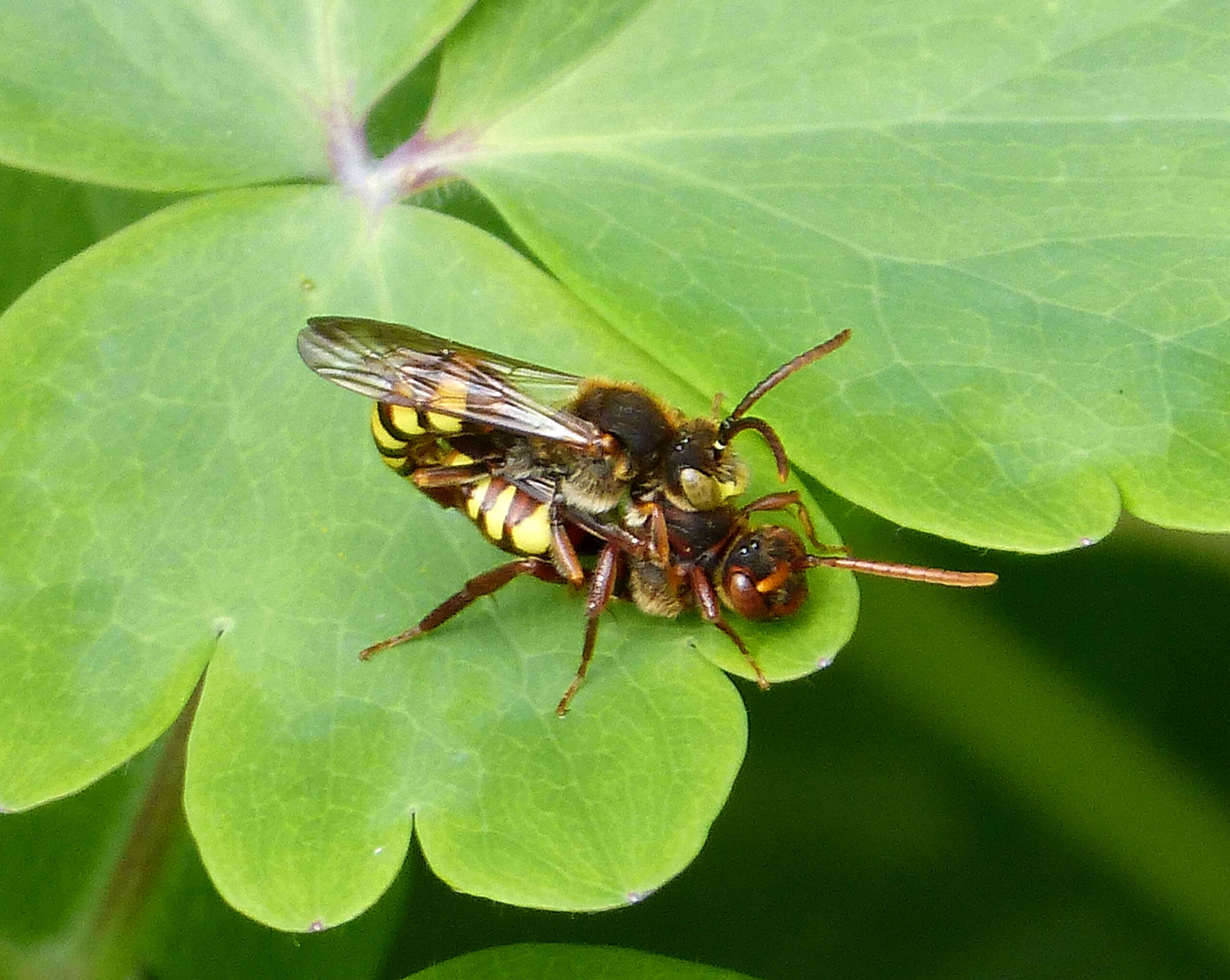 Image of Nomada flava Panzer 1798