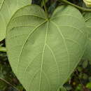 Image of Dalechampia ilheotica Wawra