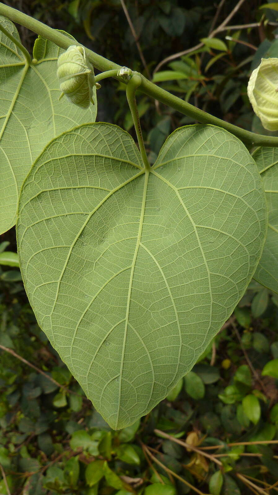 Plancia ëd Dalechampia ilheotica Wawra