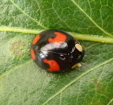 صورة Harmonia axyridis (Pallas 1773)